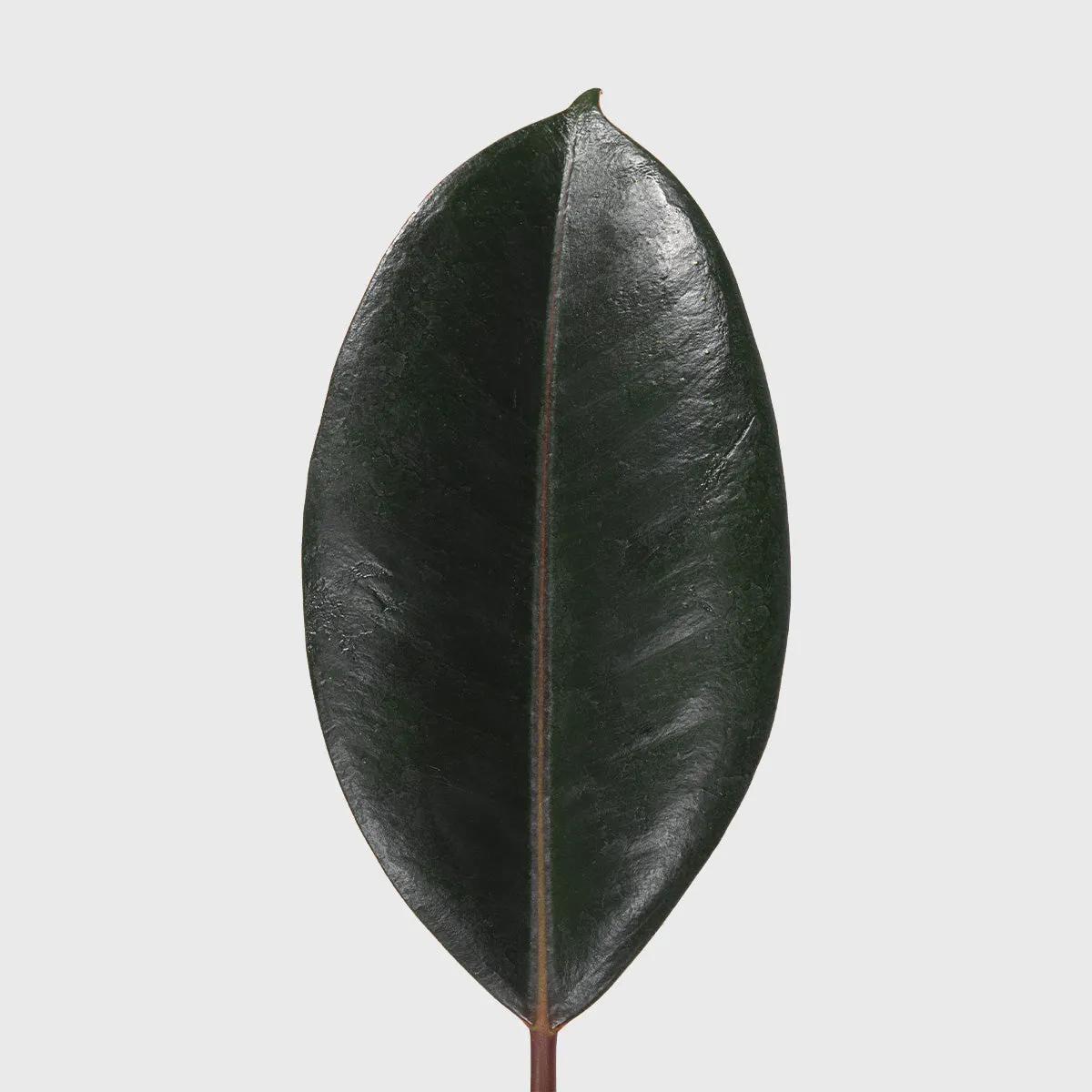 Burgundy Rubber Tree 6"
