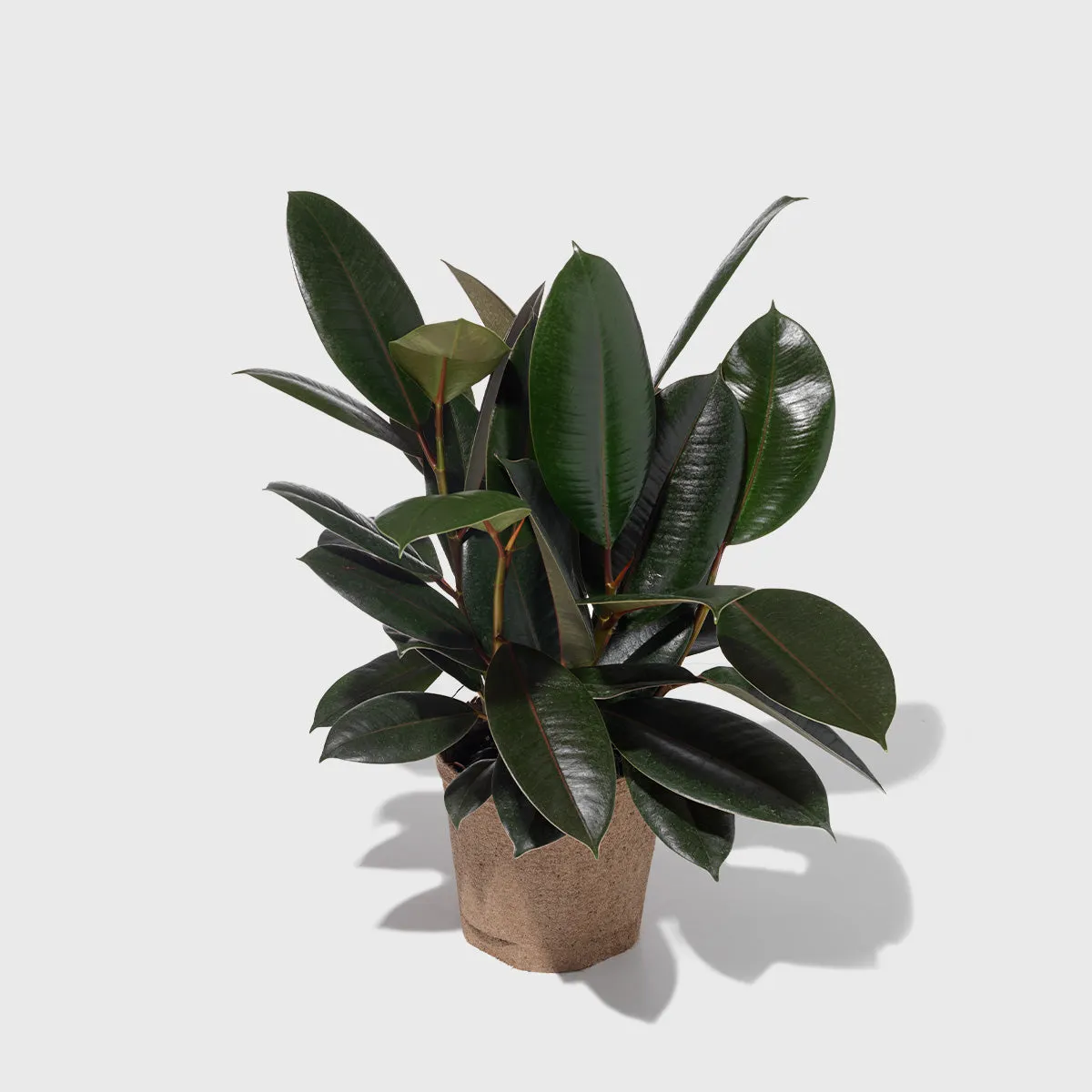 Burgundy Rubber Tree 6"